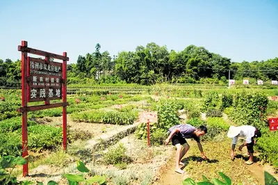 株洲现实版开心农场可租40-60㎡小地种蔬果(图)