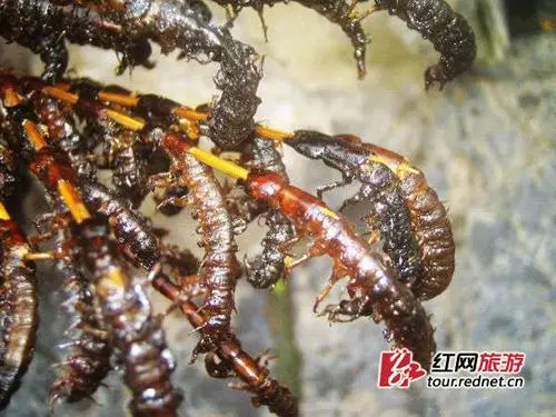油炸水蜈蚣