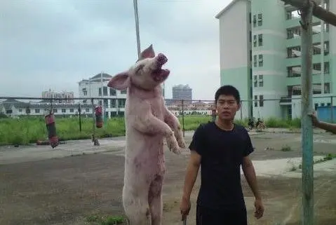 虐狗门再现nbspnbsp学生让大狗咬死小狗惨不忍睹组图