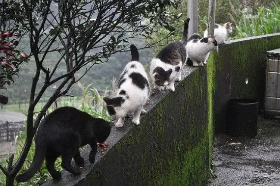 喵星人的山野传奇:猫群拯救没落村庄