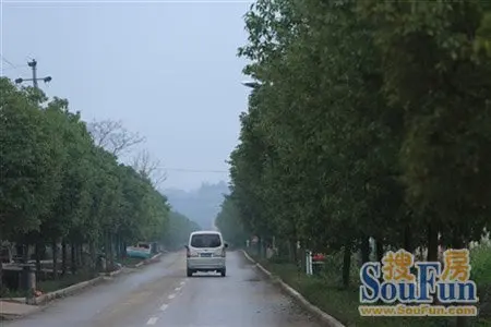 通往雨母山的林荫大道,在雨雾中更加迷人.