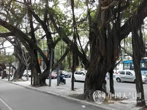 北海冬季引根支撑大榕树明年抗风能力增强