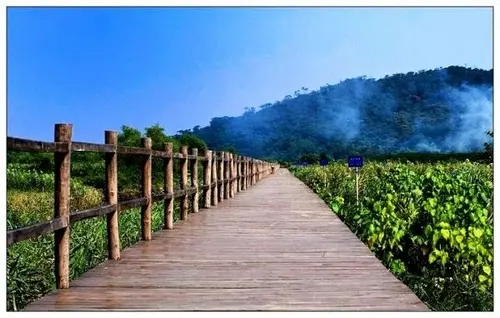 淇澳岛除了淇澳八景色外,让游人心动的是漫步红树林中