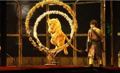 世界闻名的皇家马戏团携全明星表演阵容,猛虎钻火圈,山羊走钢丝,百鸟