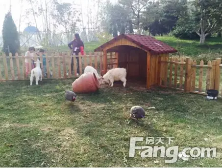 孩子想要亲近自然时,陪他到萌宠乐园里喂小羊,喂兔子,捉昆虫.