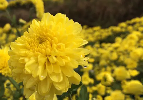 桂林全州2015龙菊赏花大会启动