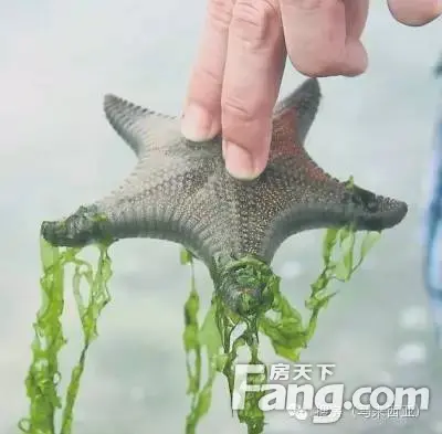 马来西亚
