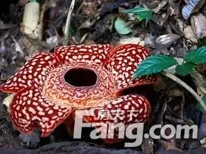 马来西亚