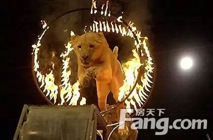 国际马戏嘉年华空降东营中南 砸金蛋赢大礼
