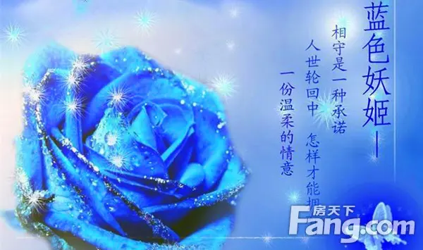 均赠送一支蓝色妖姬作为七夕节礼物