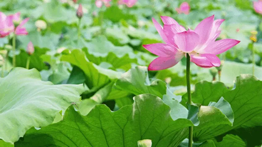 曲樟的荷花像西湖似的 北海的老建筑美得像穿越了似的