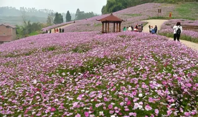 内江也有一座花千谷 300亩花海欢迎你