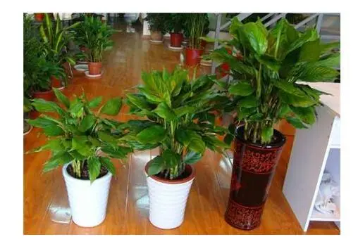 室内除甲醛的植物?室内除甲醛有什么样的方法?