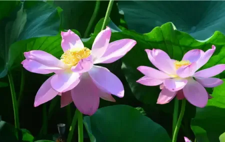 荷花池景示意图