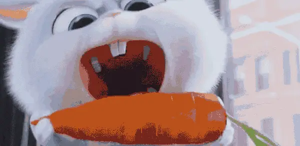 兔子