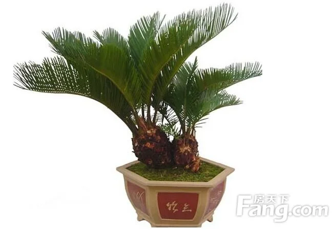 铁树叶的药用功效?图片