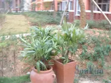 沿海丽水佳园 3室1厅 西南 西北