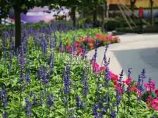 边位下叠 带地下室前后花园南北通透