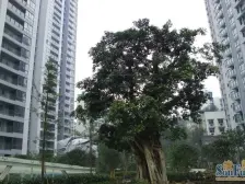 红旗河沟 国盛伟岸滨洲二房108万