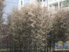 户型通透 全天太阳 小区物业管理严谨 全天24小时安保