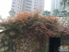 沙滨路江枫精装修,看江视野大两房,户型方正!