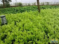 沙滨路 宝嘉江枫美岸三房