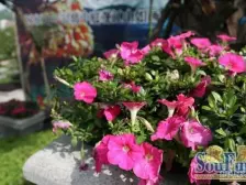 沙滨路 宝嘉江枫美岸三房226万