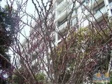 二次装修,南北通大两房,可改三房