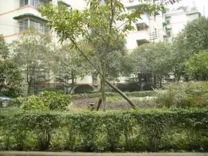 交大广厦小区4室1厅南西南