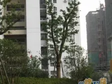 明园森林都市4室东朝向1505.00万元/套出售