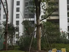 2019年次新,精品小三室,适合刚需的您。