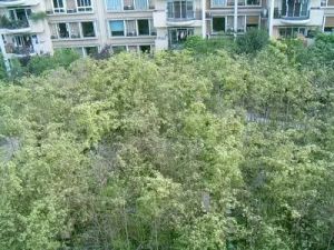 科沁苑3室1厅东南
