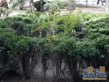 房子南北通透正规的H户型,产权清晰