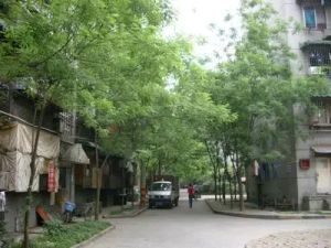育苗路8号2室2厅东南