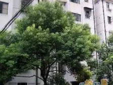 江湾·锦苑小区·2室·1厅