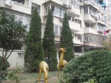 金桥·贝尔新村·2室·1厅