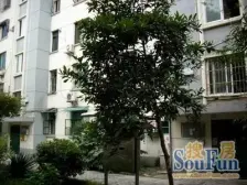 姑苏金门三元一村3室1厅.装修好拎包入住.有书包