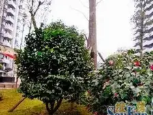 南桥寺 香逸半山二房92.6万