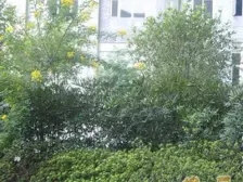 石坪桥 阳光心殿三房50万