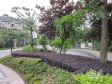 两江新区 精装大平层 带家具家电 带花园360平价格可谈