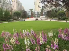 十号线兰花路站雅居乐国际花园一期大平层18平米大阳台