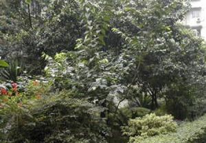 撷英卉苑2室1厅东南