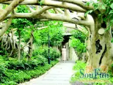 九龙半岛 稀有小洋楼 顶跃四房带露台 每月打扫一次