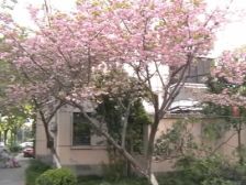 园西二居 三房一厅 中层 全明户型 满五年