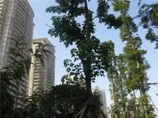 轻轨环线楼上 重新装修4房带大阳台