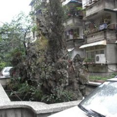 抚琴东南路1号3室1厅南北