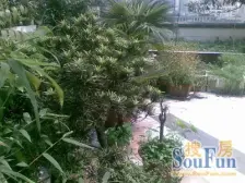 五朵金花六年改变一生 万象城双轻轨精装大四房