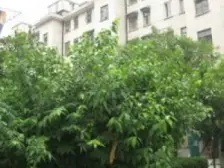 14号地铁大两房 一梯两户双南两房 客厅两个窗 精装修
