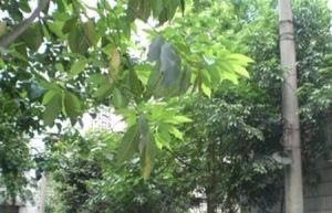 观音阁前街4号3室2厅南