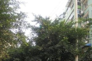 一环路北三段92号3室1厅东南